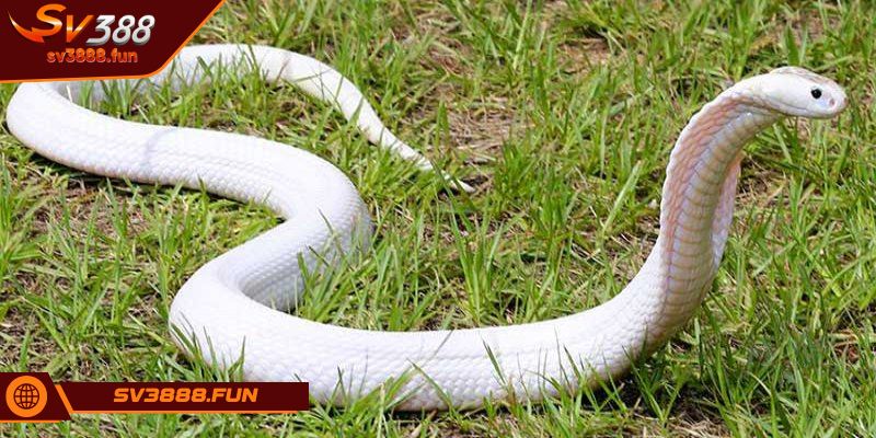 Những con số liên quan đến giấc mộng 