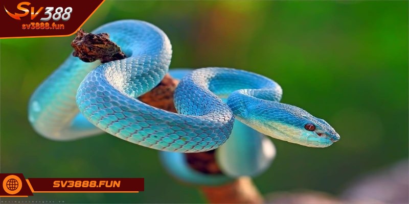Mơ Thấy Rắn Là Điềm Gì - Những Con Số May Mắn Liên Quan 1 Mơ thấy rắn là điềm gì?